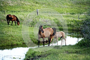 Green pasture with horses