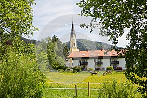 Green pasture with horses, view to St. Sixtus church Schliersee
