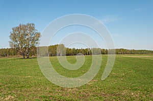 Green pasture and lonely birch tree