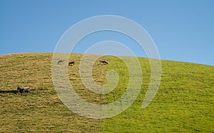 Green pasture on Sao Jorge