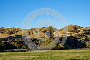 Green Pasture in Southland Region photo
