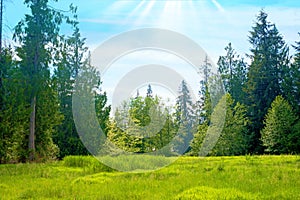 Green Pasture with Tall Trees