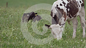 On the green pasture, a white calf speckled with black spots grazes contentedly, while a small group of cows recline in the