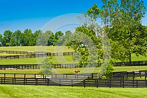 Green pastures of horse farms.99