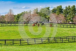 Green pastures of horse farms. Country spring landscape.