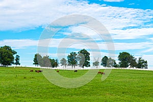 Green pastures of horse farms. Country summer landscape.