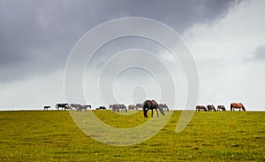 Green pastures of horse farms. photo