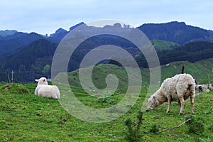 Green pastures and sheep