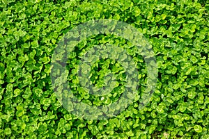 A green patch of clover provides a background