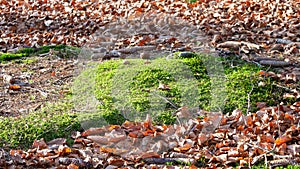 green patch of damp moss in the undergrowth in winter with the dry leaves fallen