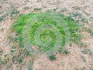 Green patch of grass in brown lawn or yard