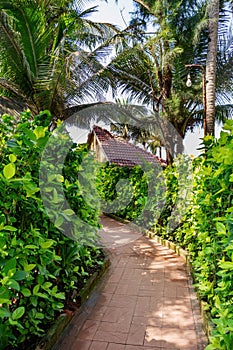 Green path of lush plants to a secluded house