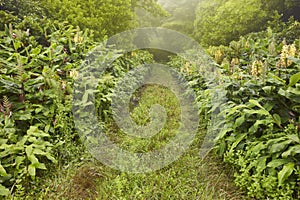 Green pathway on a foggy day, lush vegetation. Azores landscape