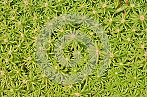 Green pattern of moss-rose