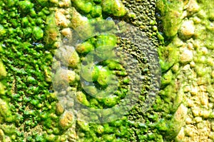 Green pattern of moss