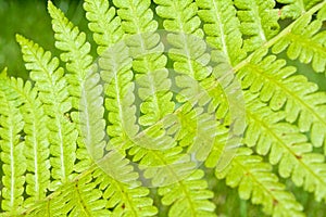 Green patterned leaf