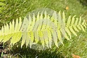 Green patterned leaf