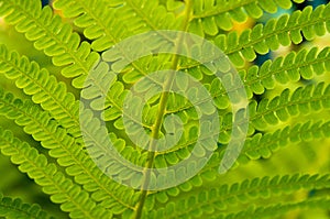 Green patterned leaf