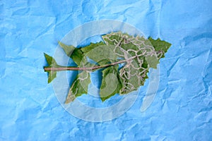 Green patterned leaf on blue paper tissue textured background.