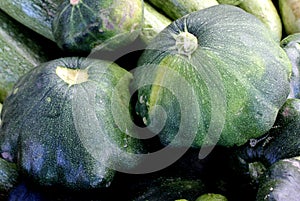 Green patty pan squash, Cucurbita pepo