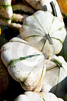 Green Patty pan Squash