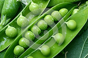 Green pea