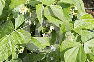 Green Pea Beans Pod Plant with flowers