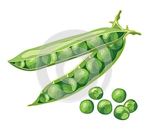 Green pea beans, vector photo