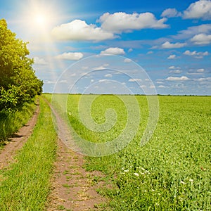 Green pea field, country road, forest strip and bright sun