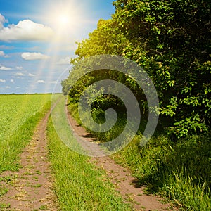 Green pea field, country road, forest strip and bright sun