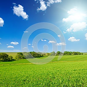 A green pea field and sun on blue sky