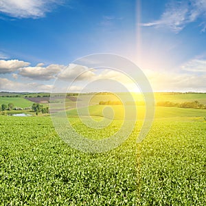 A green pea field and sunrise