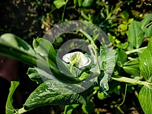 This is green pea flower close-up macro shot in the morning