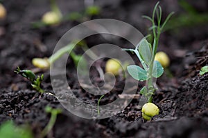 Green pea growing in farmer‘s field, sprout of plant in soil, growing green pea seedling