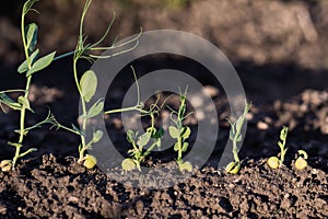 Green pea growing in farmer‘s field, sprout of plant in soil at sunset