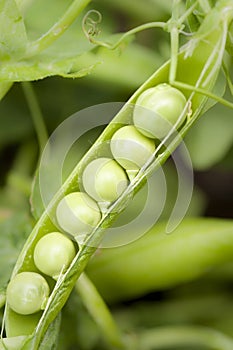 Green pea growing in garden