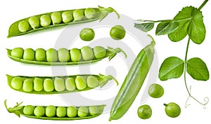 Green pea isolated. Group of fresh ripe raw peas pods and open beans with leaves on stem isolated on white background