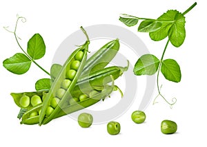 Green pea isolated. Group of fresh ripe raw peas pods and open beans with leaves on stem isolated on white background