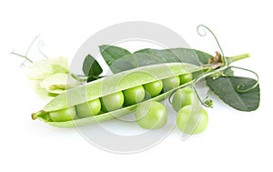 Green pea with leaves and flower