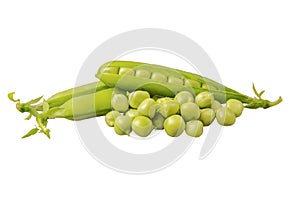 Green pea Pisum sativum on a white background