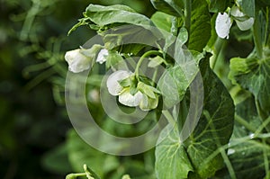 Green pea plant