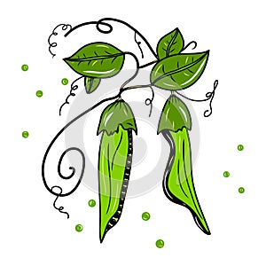 Green pea plant illustration. Colorful sketch. Idea for decors, logo, patterns, papers. Isolated vector art.