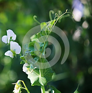 GREEN PEA PLANT WITH LEAVES AND TENDRILS