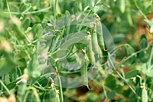 Green pea plant Pisum sativum in organic garden