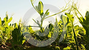 Green pea plant in the sun. Pea fields. Growing peas. Ecological pure bio vegetable protein.Plant growing and farming
