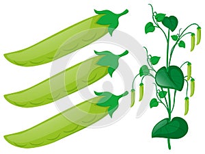 Green pea plant on white background