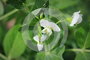 Green Pea plant with white flower in a garden