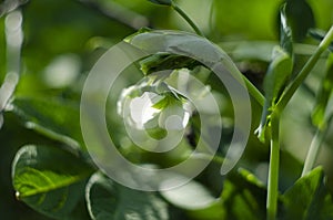 Green Pea plant with white flower in a garden