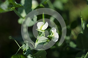 Green Pea plant with white flower in a garden