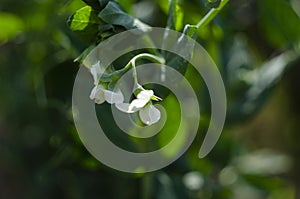 Green Pea plant with white flower in a garden
